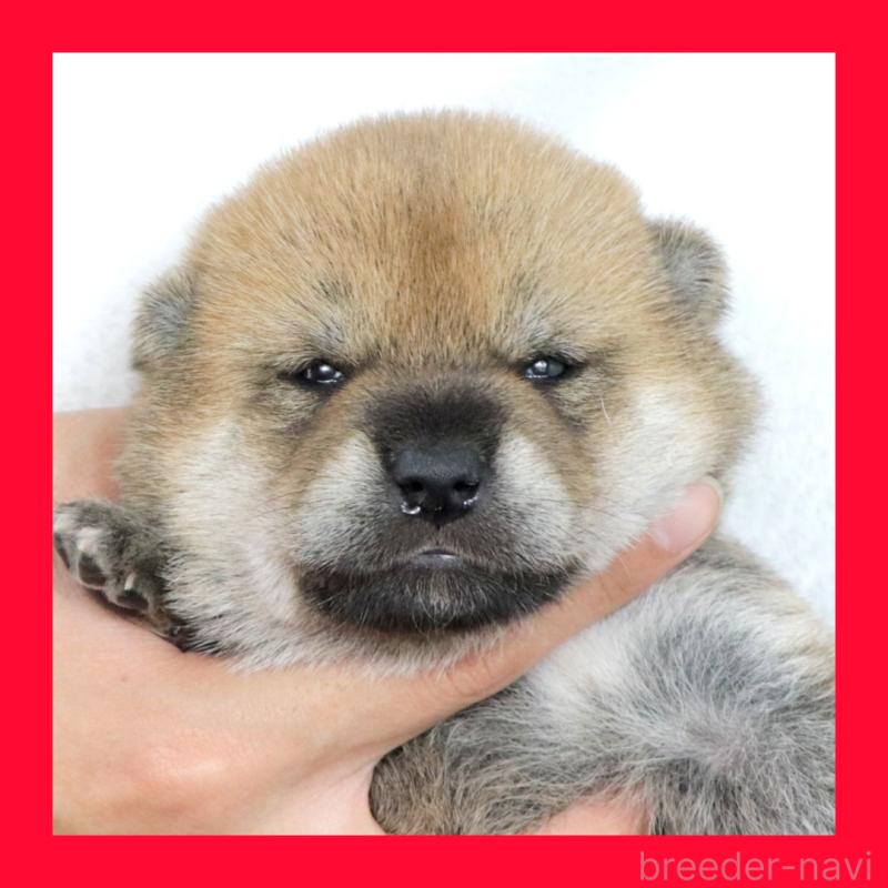 販売中の愛知県の柴犬-417275の1枚目