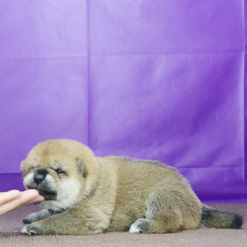 販売中の愛知県の柴犬-417275の3枚目