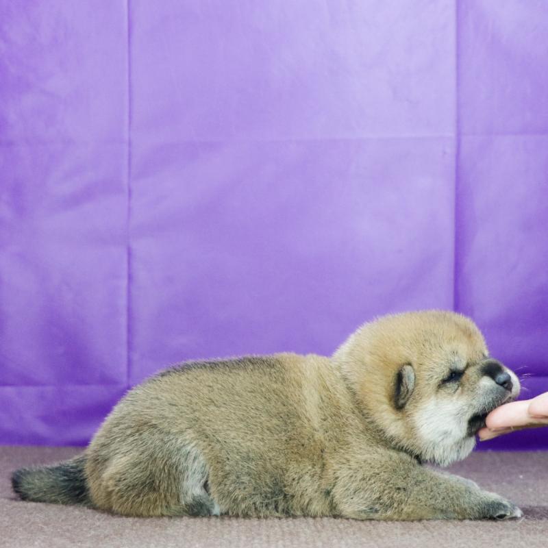 販売中の愛知県の柴犬-417275の2枚目
