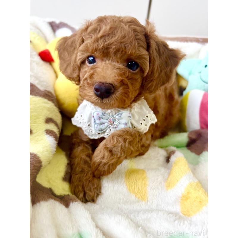 販売中の福岡県のトイプードル-417277の11枚目