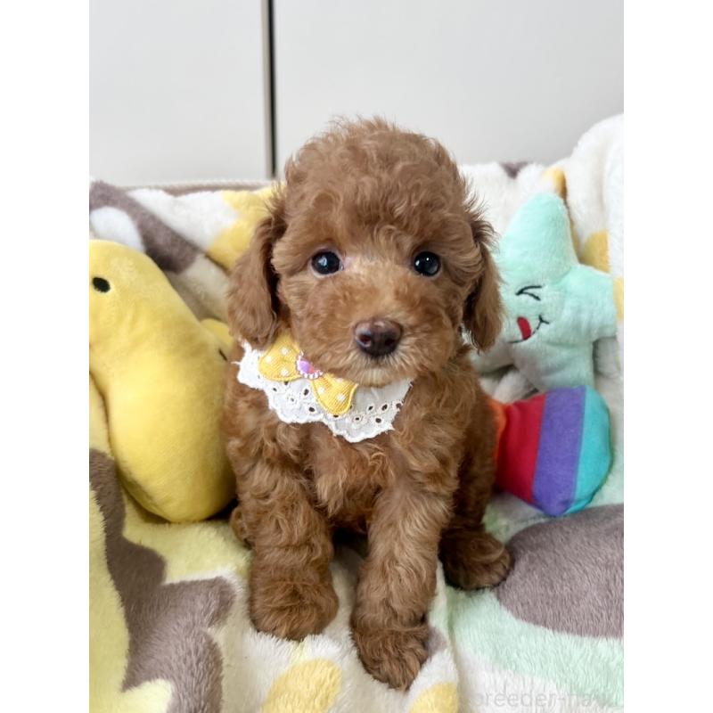 成約済の福岡県のタイニープードル-417278の3枚目