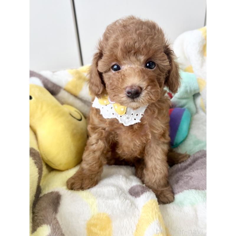 成約済の福岡県のタイニープードル-417278の2枚目