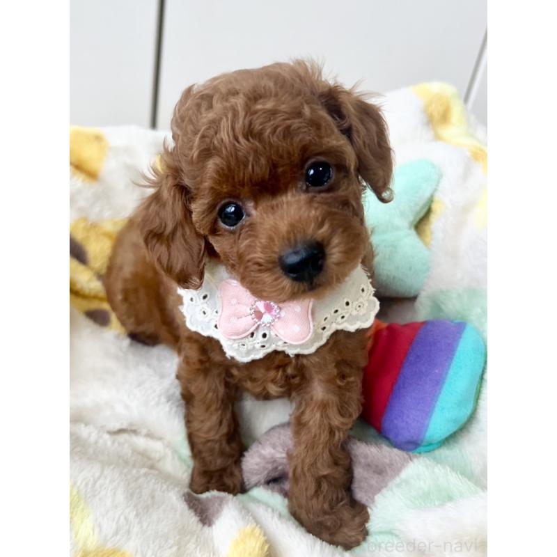 販売中の福岡県のタイニープードル-417279の3枚目