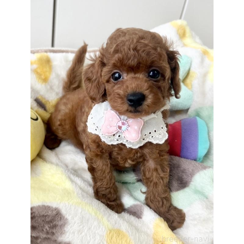 販売中の福岡県のタイニープードル-417279の2枚目