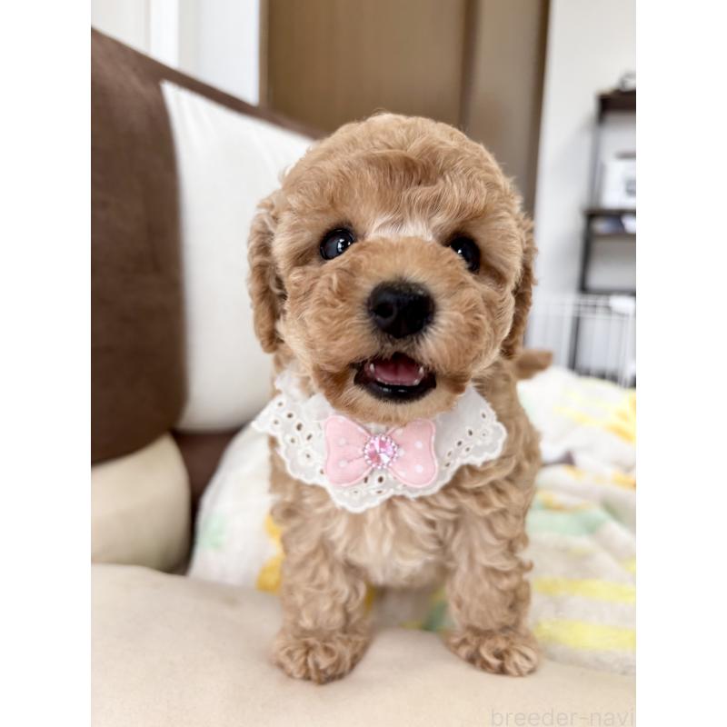 成約済の福岡県のタイニープードル-417280の4枚目