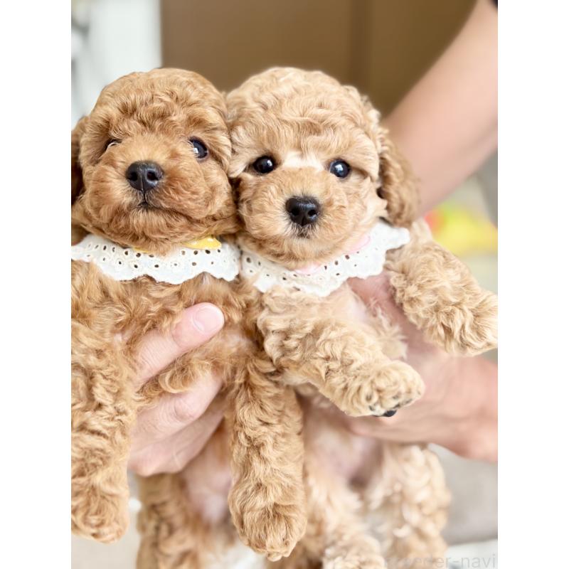 成約済の福岡県のタイニープードル-417280の3枚目