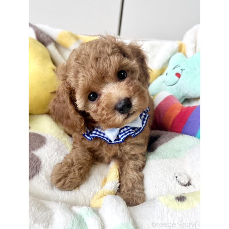 販売中の福岡県のトイプードル-417281の11枚目