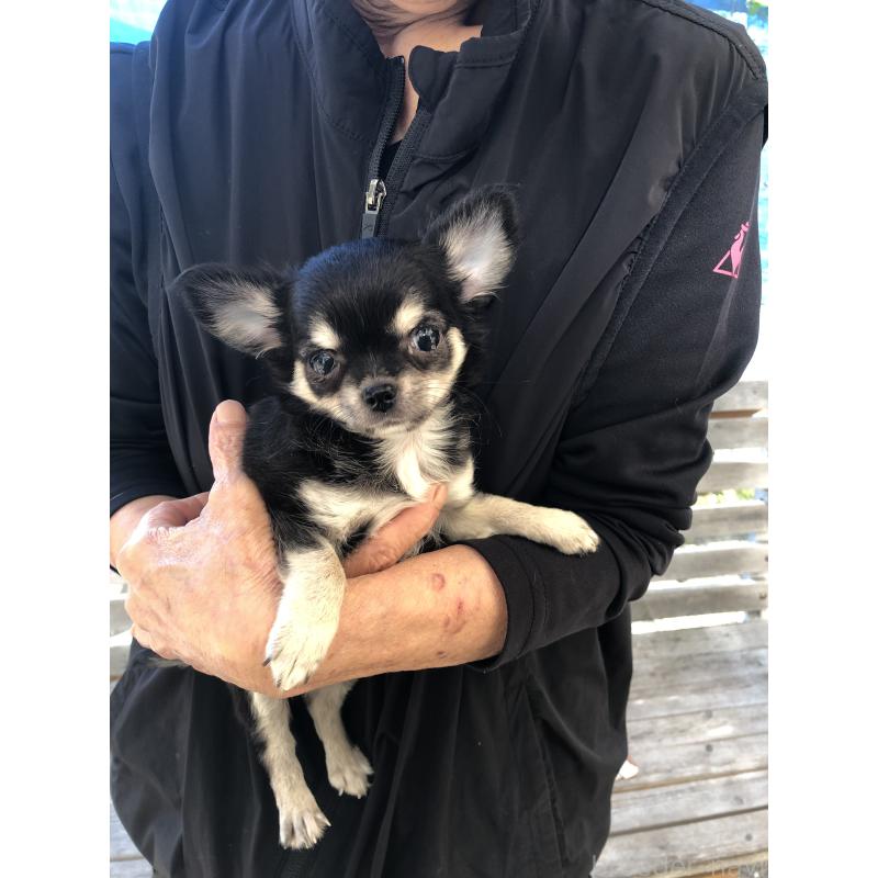 成約済の兵庫県のチワワ(ロングコート)-413796の10枚目