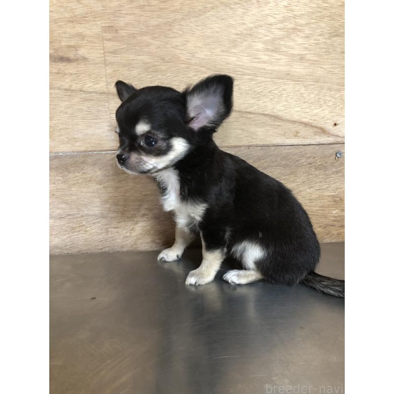 成約済の兵庫県のチワワ(ロングコート)-413796の9枚目