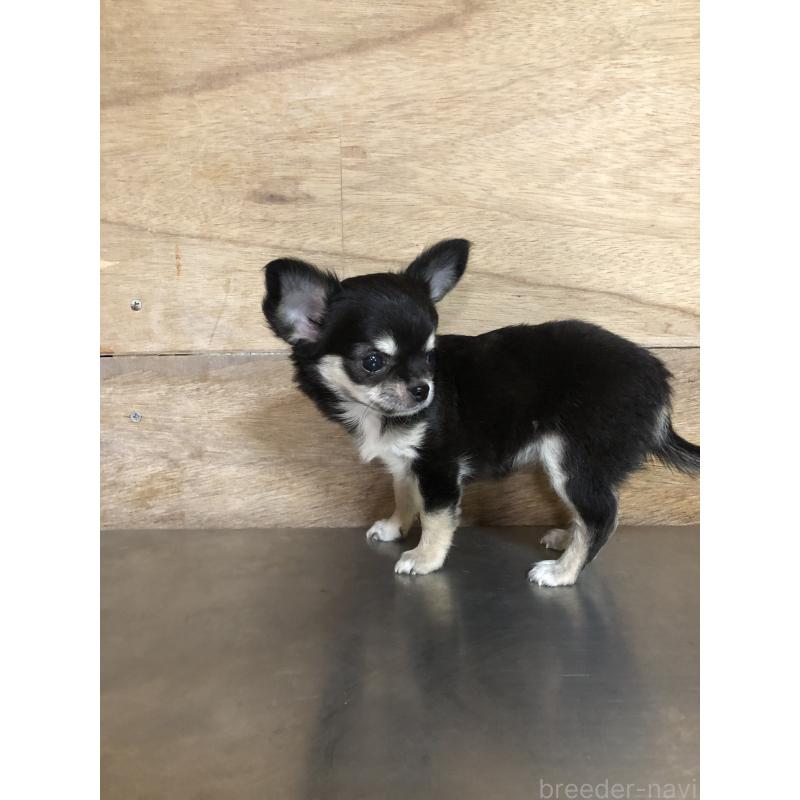 成約済の兵庫県のチワワ(ロングコート)-413796の8枚目