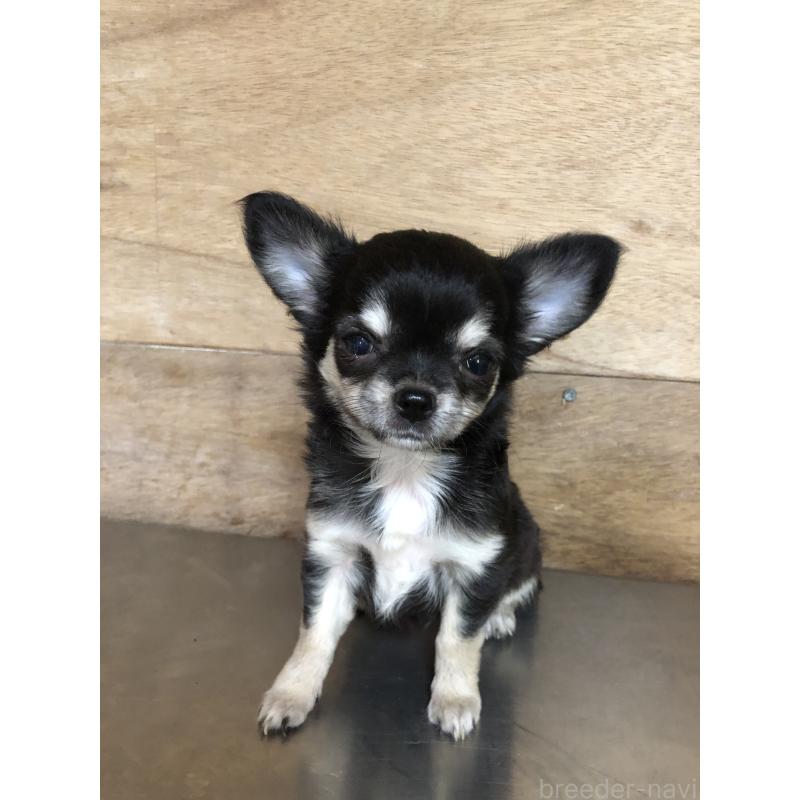 成約済の兵庫県のチワワ(ロングコート)-413796の7枚目