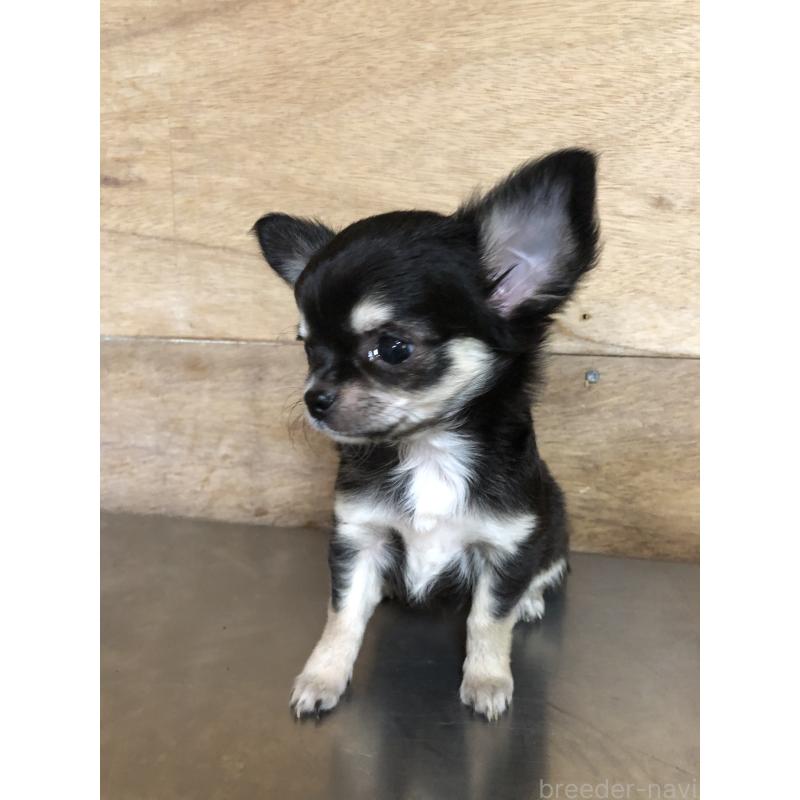 成約済の兵庫県のチワワ(ロングコート)-413796の6枚目