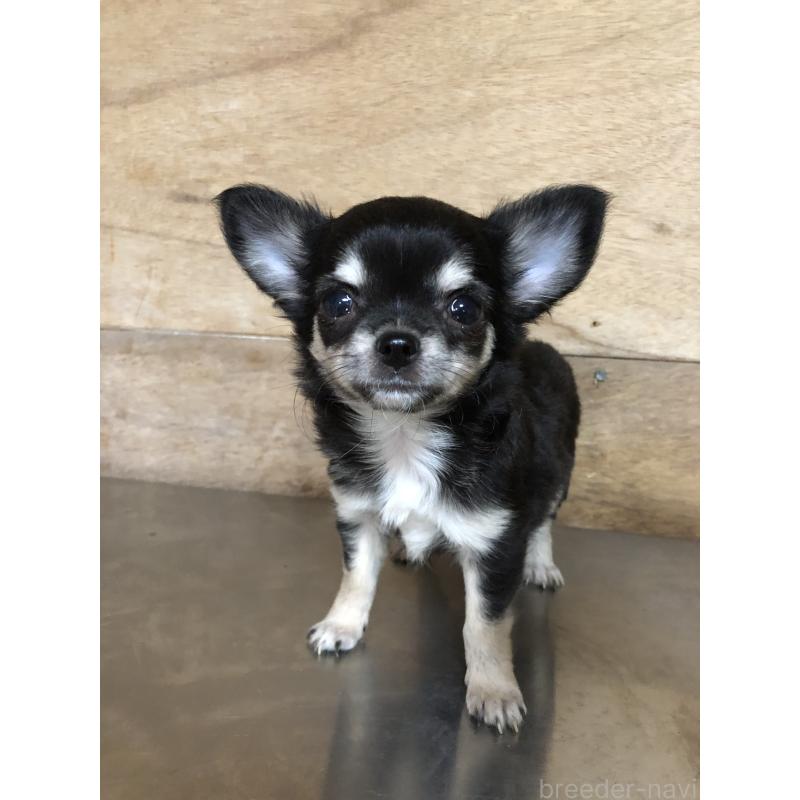 成約済の兵庫県のチワワ(ロングコート)-413796の5枚目