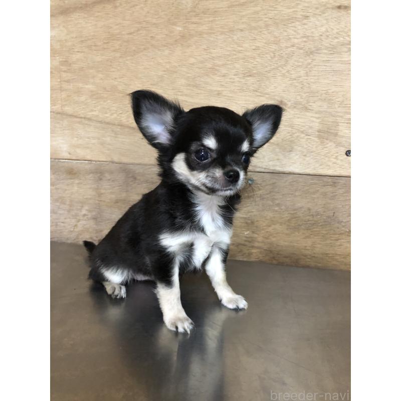 成約済の兵庫県のチワワ(ロングコート)-413796の4枚目