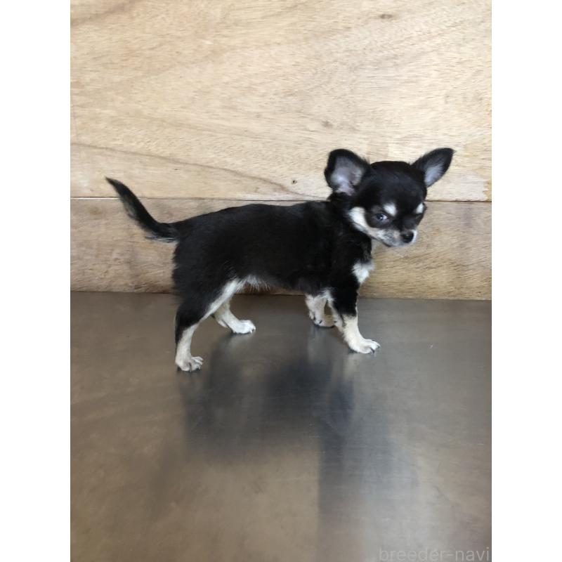 成約済の兵庫県のチワワ(ロングコート)-413796の3枚目