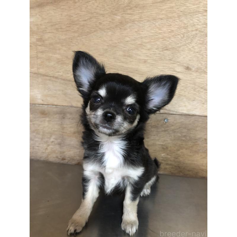 成約済の兵庫県のチワワ(ロングコート)-413796の2枚目