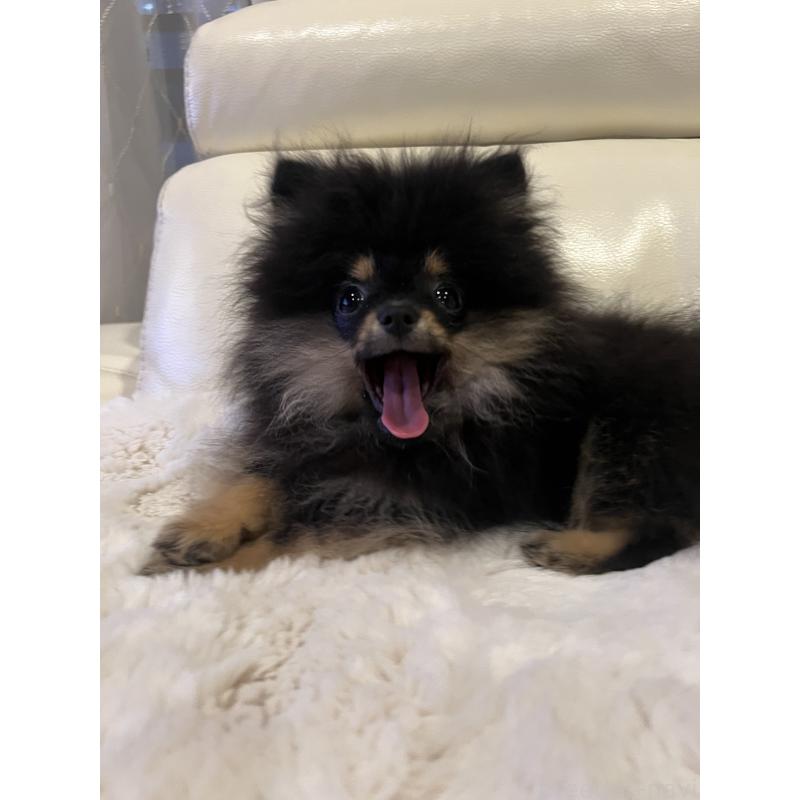 販売中の大阪府のポメラニアン-404467の2枚目