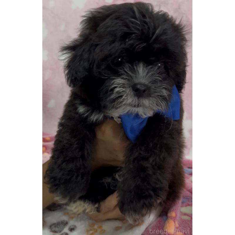 販売中の茨城県のミックス犬-417298の4枚目