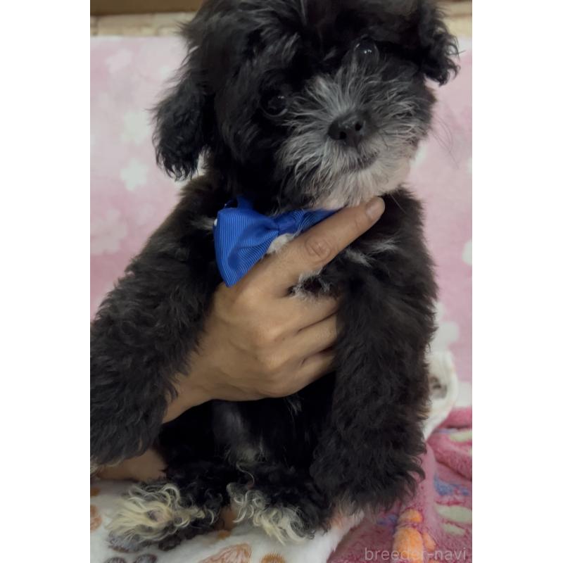 販売中の茨城県のミックス犬-417298の3枚目