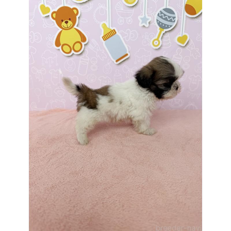 成約済の東京都のシーズー-415590の3枚目