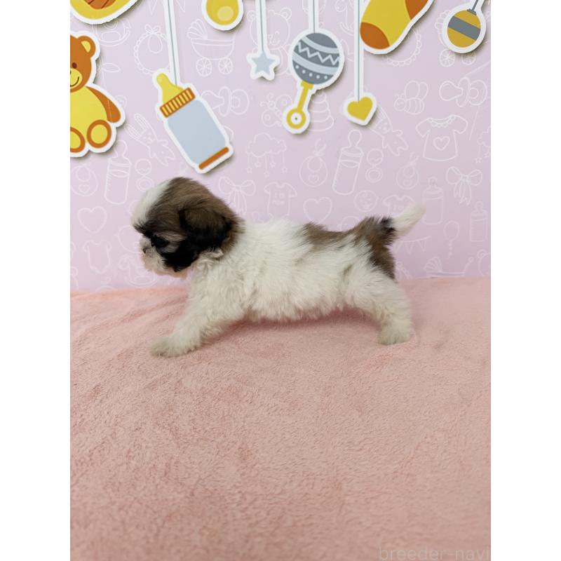 成約済の東京都のシーズー-415590の2枚目