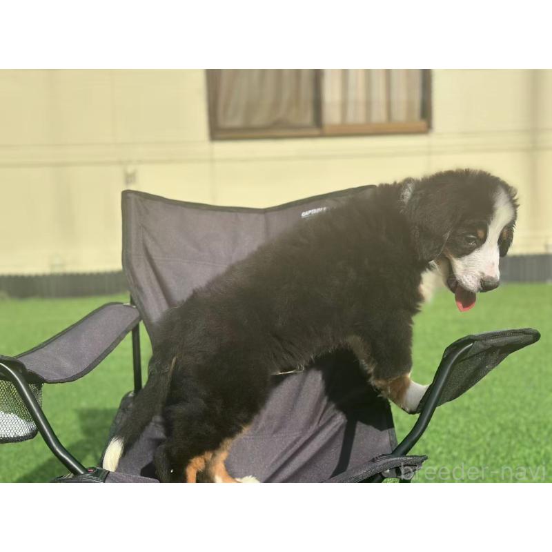 販売中の栃木県のバーニーズマウンテンドッグ-417296の2枚目