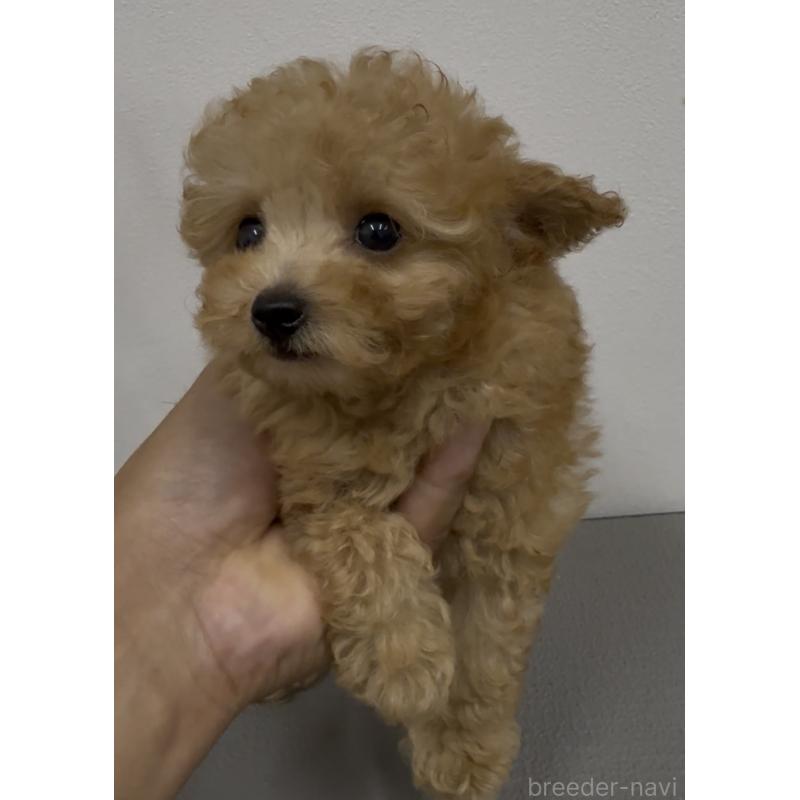 成約済の福岡県のティーカッププードル-412486の6枚目