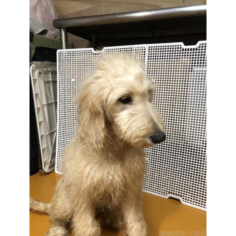 販売中の兵庫県のゴールデンドゥードル:ゴールデンレトリーバー×プードル-399117の6枚目