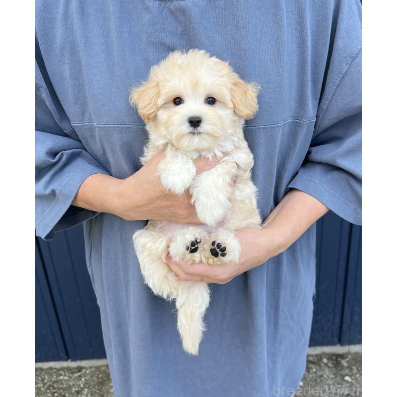販売中の千葉県のマルプー:マルチーズ×トイプードル-410424の8枚目