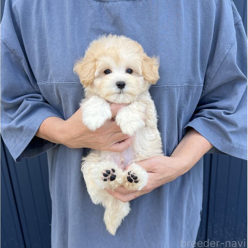 販売中の千葉県のマルプー:マルチーズ×トイプードル-410424の4枚目