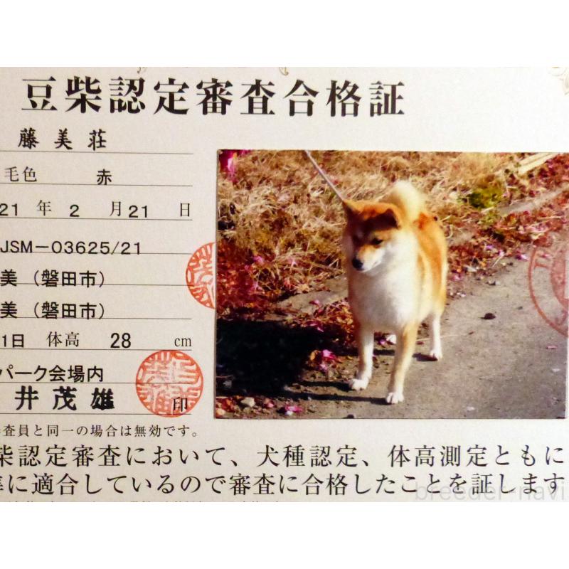嵐姫ちゃん1枚目