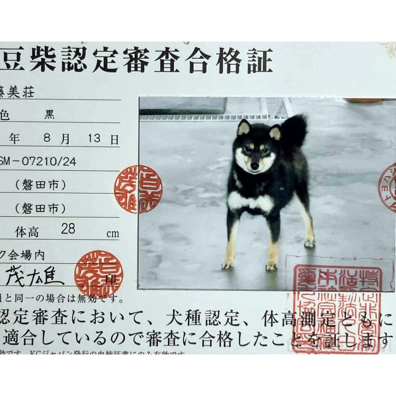 佐久夜ちゃん1枚目