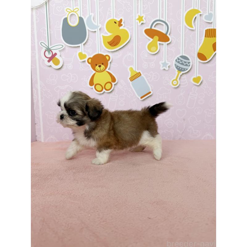 成約済の東京都のシーズー-413288の3枚目