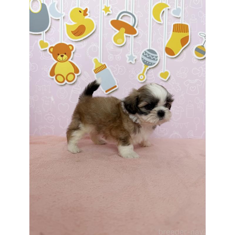 成約済の東京都のシーズー-413288の2枚目