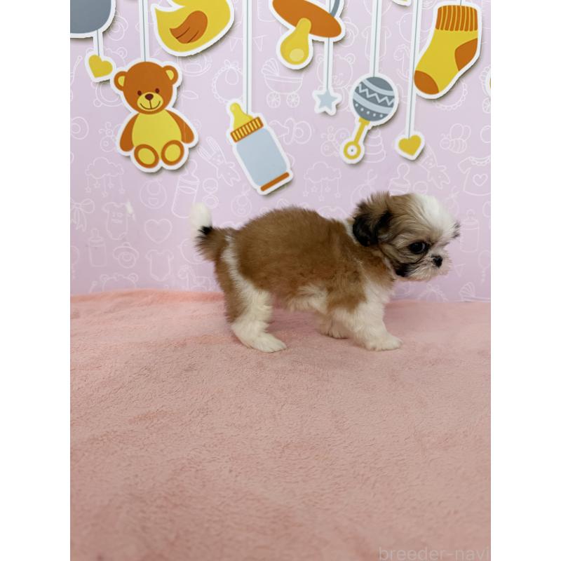 成約済の東京都のシーズー-413309の4枚目