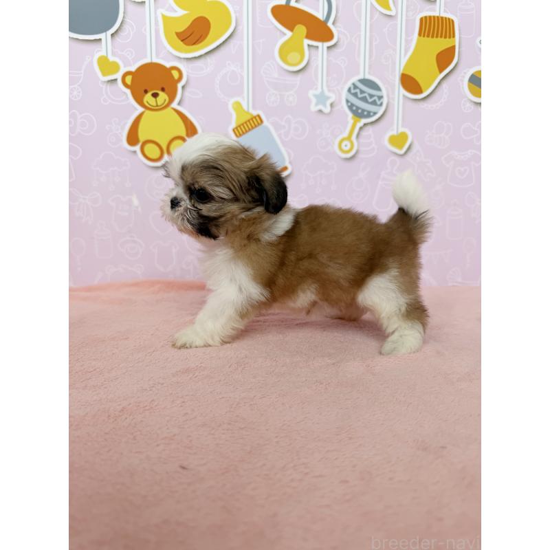 成約済の東京都のシーズー-413309の3枚目