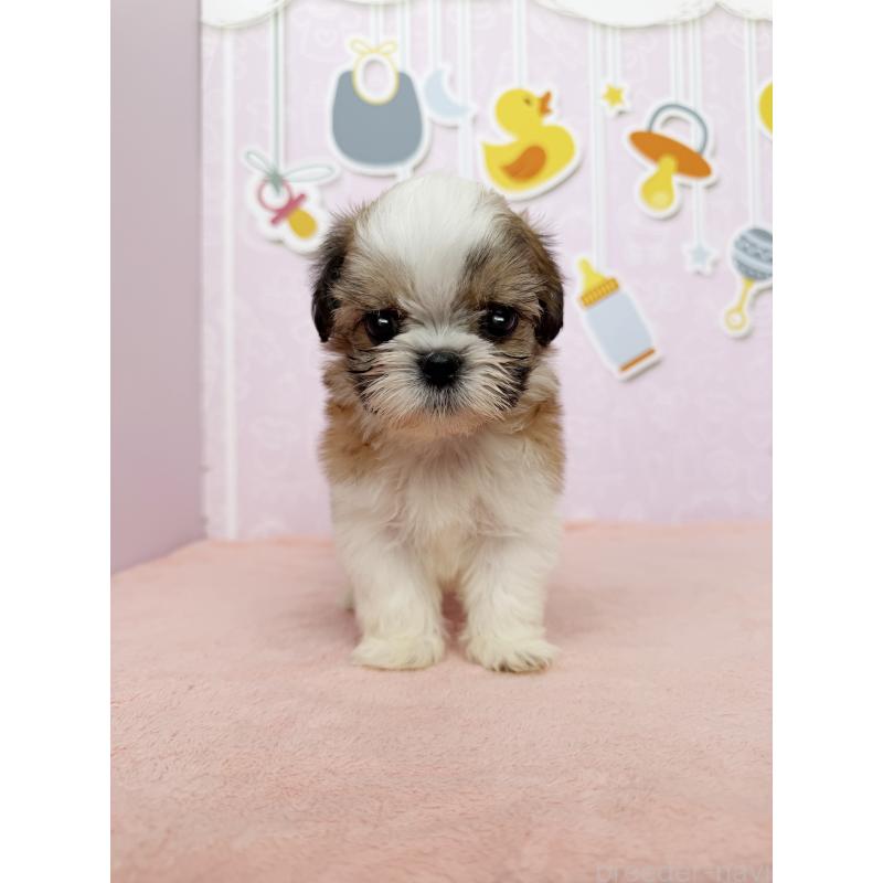 成約済の東京都のシーズー-413309の2枚目