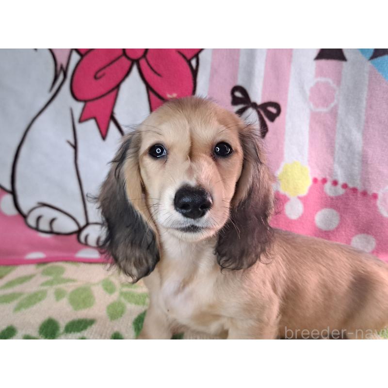 成約済の愛知県のミニチュアダックスフンド(ロングヘアード)-403750の5枚目