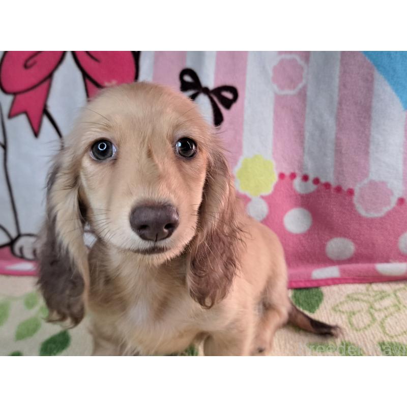 成約済の愛知県のミニチュアダックスフンド(ロングヘアード)-403759の17枚目