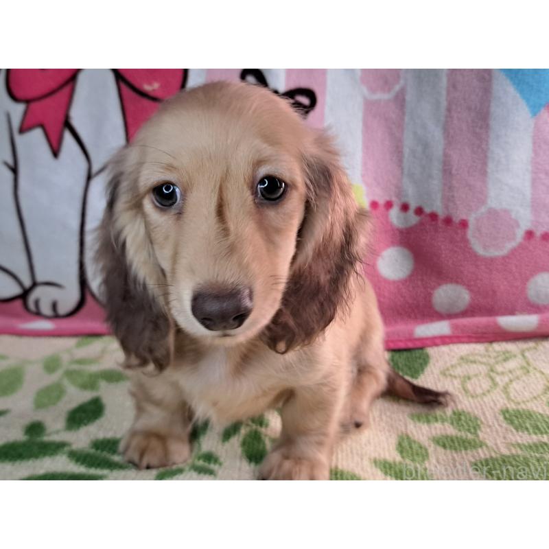 成約済の愛知県のミニチュアダックスフンド(ロングヘアード)-403759の16枚目