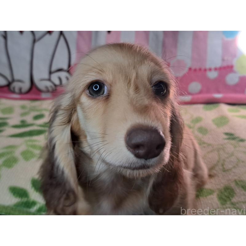 成約済の愛知県のミニチュアダックスフンド(ロングヘアード)-403759の15枚目