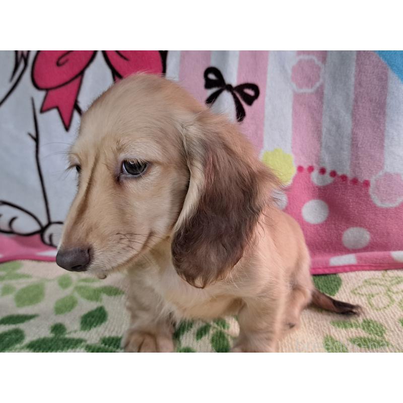 成約済の愛知県のミニチュアダックスフンド(ロングヘアード)-403759の14枚目