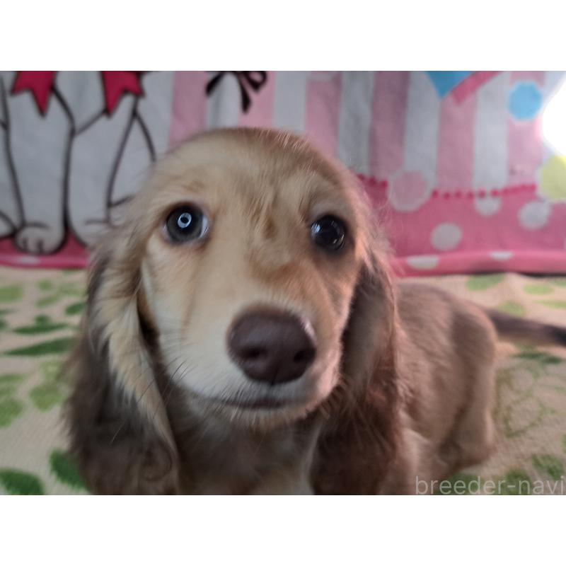 成約済の愛知県のミニチュアダックスフンド(ロングヘアード)-403759の13枚目