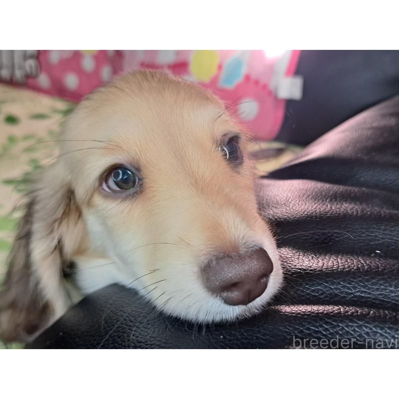 成約済の愛知県のミニチュアダックスフンド(ロングヘアード)-403753の18枚目