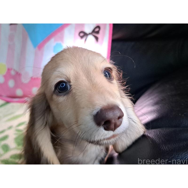 成約済の愛知県のミニチュアダックスフンド(ロングヘアード)-403753の17枚目