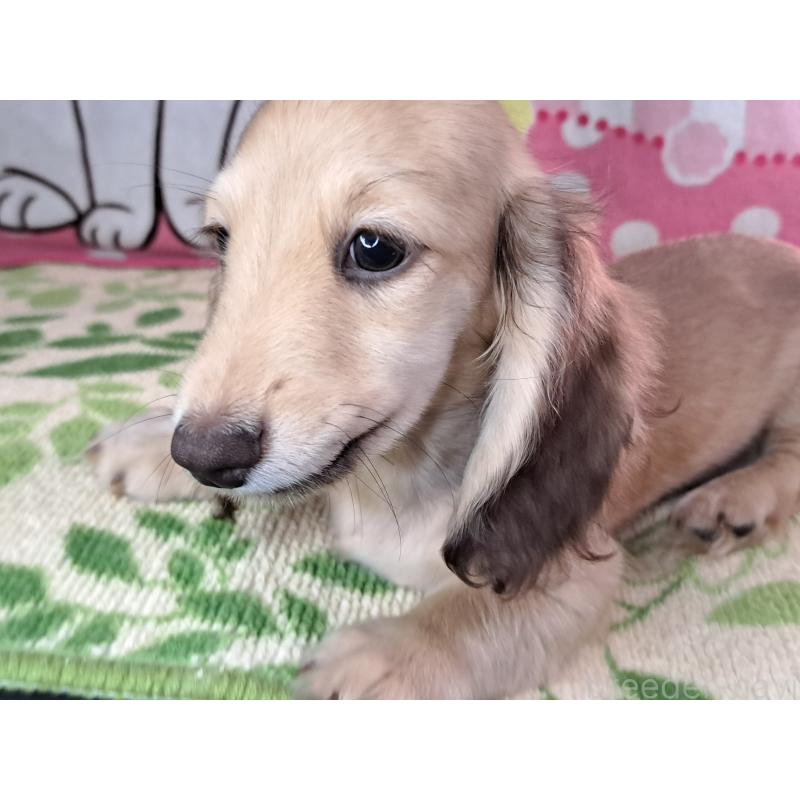 成約済の愛知県のミニチュアダックスフンド(ロングヘアード)-403753の16枚目