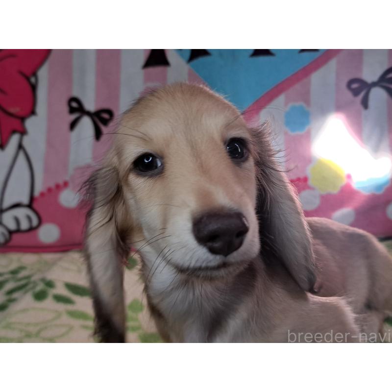 成約済の愛知県のミニチュアダックスフンド(ロングヘアード)-403753の15枚目