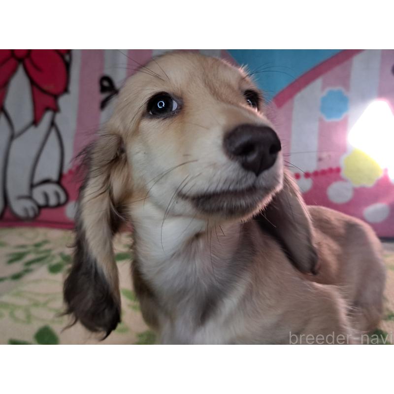 成約済の愛知県のミニチュアダックスフンド(ロングヘアード)-403753の14枚目