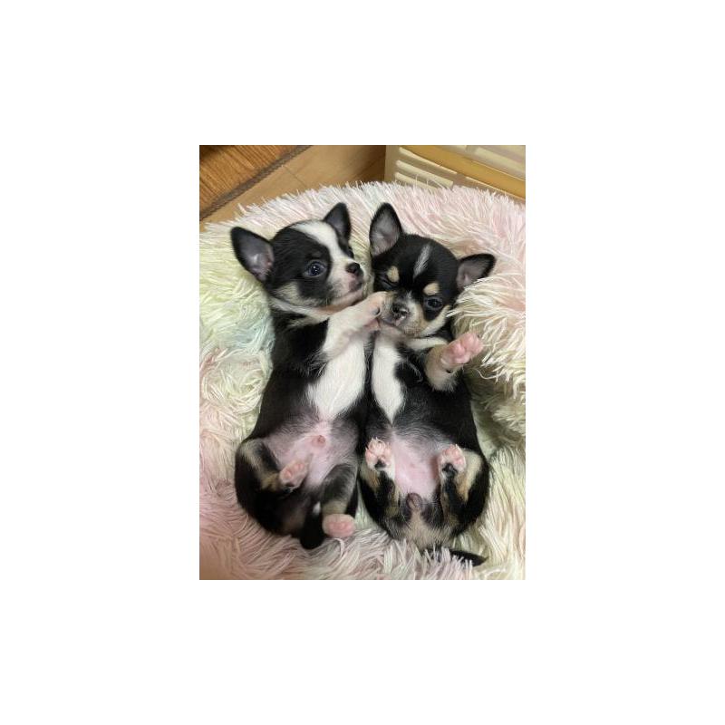販売中の滋賀県のチワワ(スムースコート)-417308の5枚目