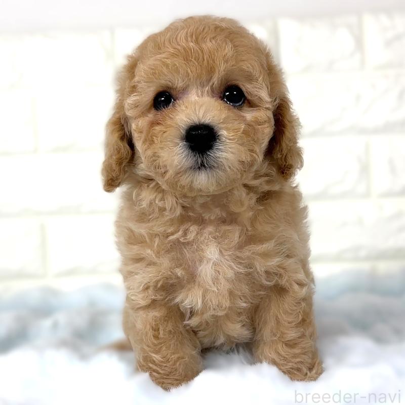 成約済の栃木県のビションプー:ビションフリーゼ×トイプードル-411571の5枚目